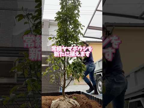 霜が降りた植物を（鉢植えまたは地中に）保存し、再び植え直すにはどうすればよいでしょうか？  庭園