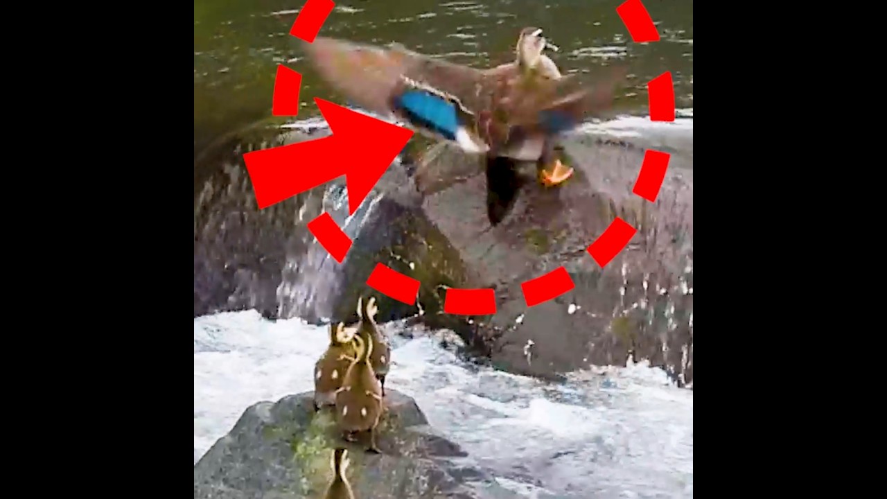 流された3羽…母カモは見捨てなかった