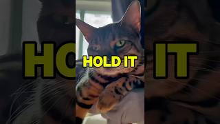 Hold it! Kpop demon hunter parody #cat #kpopdemonhunters #lyrics #capcut #template