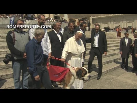 They bring a 70-kilo Saint Bernard dog to the Vatican, and the Pope greets them.