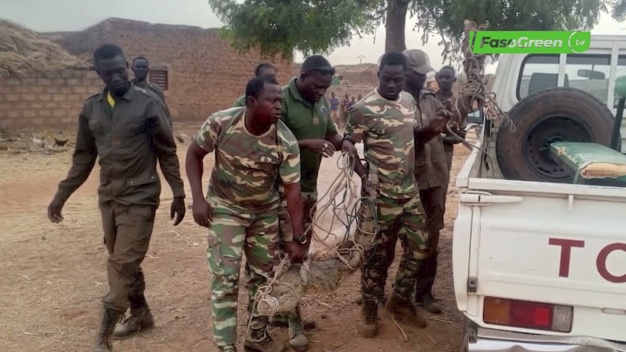 Ouahigouya : Un crocodile sème la frayeur
