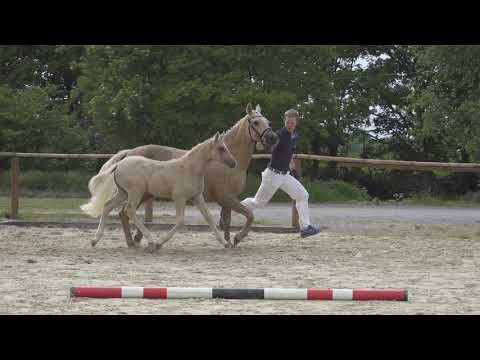 DER KLEINE GOLDJUNGE HF v. Dimension AT NRW - Genesis B