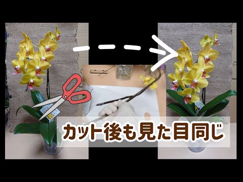 ゴールドターラー、ドゥカットフラワー 植物