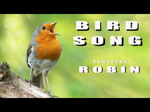 Bird sounds - ROBIN singing and chirping