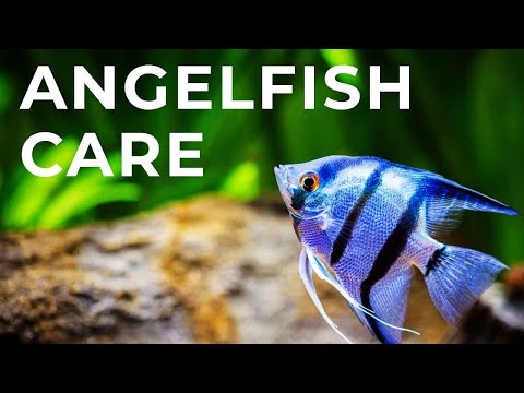 Angelfish Care Guide: Mates, Tank Setup, Diet & Breeding