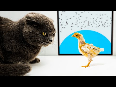 ULTIMO GIORNO DEL PULCINO - AMELI CONTRO MUCA