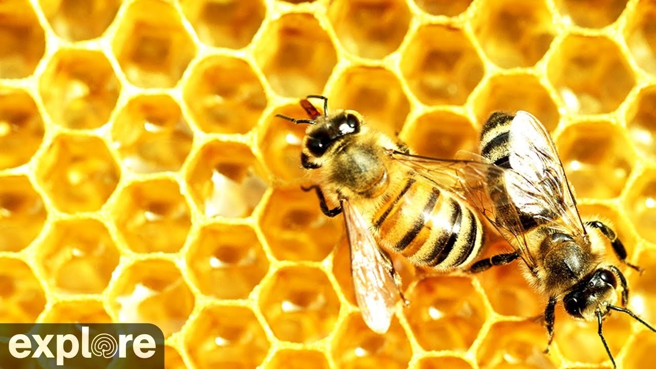 Live webcam view of Honey Bee Landing Zone Cam