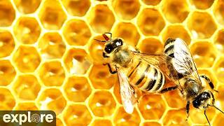 LIVE Honey Bee Cam: The Landing Zone - Buchloe, Germany | explore.org