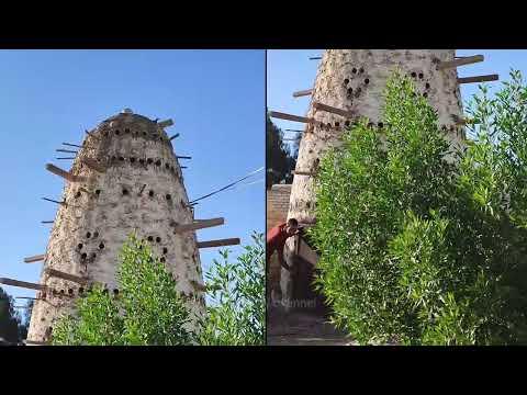 UNIKNYA.. TERNAK BURUNG MERPATI DI MESIR