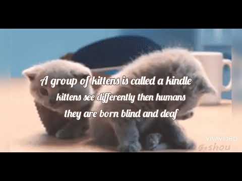 Fun facts with Simra PT.2