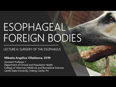 Lecture 6.2 Esophageal Foreign Bodies