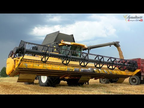 Žně 2019 - ozimý ječmen | New Holland CR9090 | Brusnická zemědělská