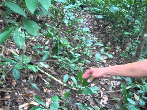 Maya Nut (Brosimum alicastrum, Manchinga) in Tropical Dry forest in Peru - YouTube