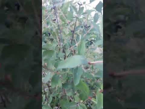 Sibirska borovnica -plodovi Zelenika-Živinice