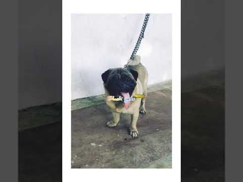 Pug matting only pondicherry