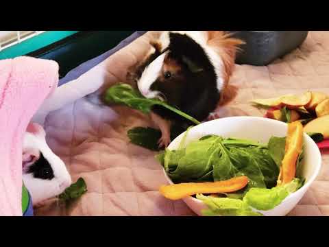 Guinea pig 🐖 Morning 2019-01-27