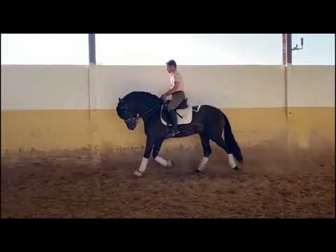 🔱BODEGUERO: ULTRA BAROQUE BLACK BEAUTY🔱