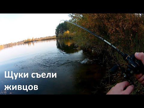 За ЩУКОЙ со спиннингом и живцом
