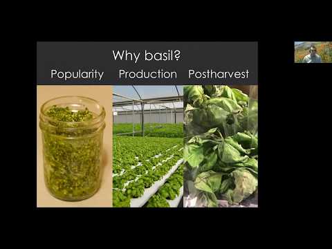 #18 - Photons = Flavor. The case study of basil