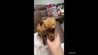 Video preview image #1 Chihuahua Puppy For Sale in Seattle, WA, USA