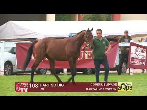 Show Aqps Ouest 2019 : Lot 108 - HART SO BIG