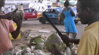 preview picture of video 'Peter Drinking Coconut Juice - Tema, Ghana (May 2010)'