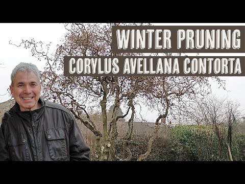 Winter pruning Corylus avellana contorta (Corkscrew Hazel)