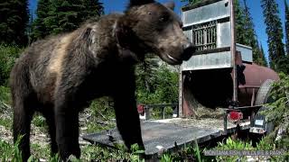 Bears emerging from dens in Glacier National Park