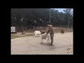 Goat Butt