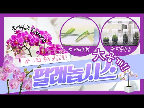 너의 속이 궁금해! #팔레놉시스 / 반려식물로 안성맞춤(*°▽°*)╯ 너의 속이 궁금해! #팔레놉시스 / 반려식물로 안성맞춤(*°▽°*)╯