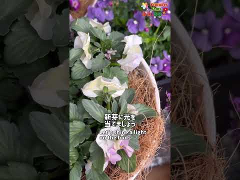 パンジーを植える時期と方法は？美しく開花させるためのヒントとコツ！  庭園