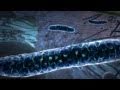 Powering the Cell: Mitochondria Animation