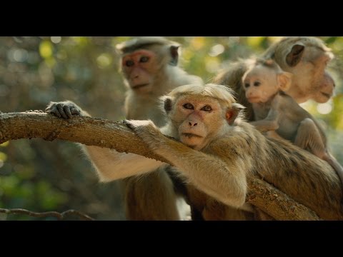 Monkey Kingdom (Trailer)