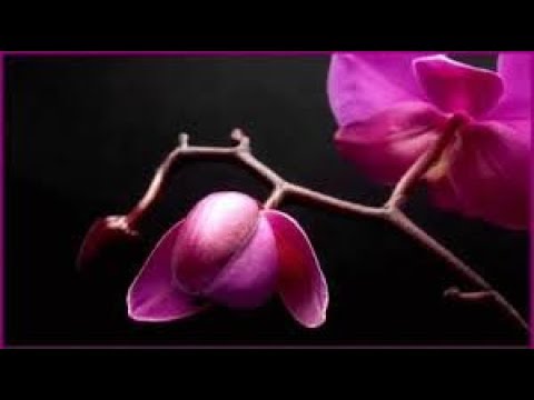 , title : 'Blooming Orchid Time Lapse   Blooming Orchid Time Lapse'