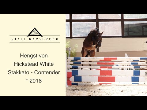 Nr 33 Hickstead White x Stakkato