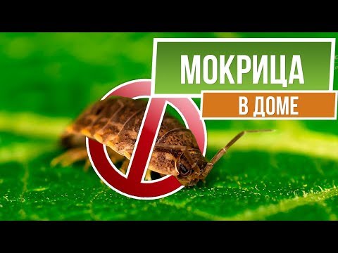 Осторожно! Мокрица в доме ✔️ Как навсегда избавиться ✔️ Советы от  garden zoo