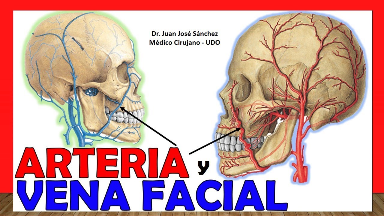 🥇 FACIAL ARTERY AND VEIN, Anatomy - Simple Explanation!
