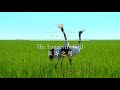 Amazing China The Longevity Bird IPanda