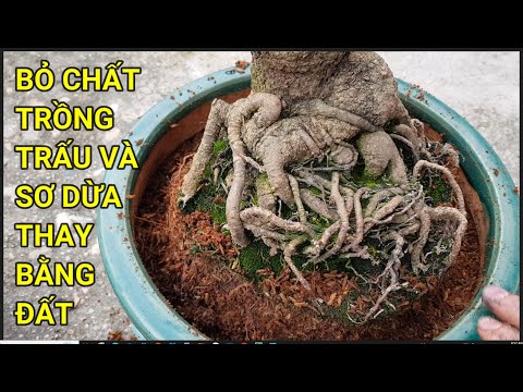 🔴 QBS23380 - SANG CHẬU CHO CÂY MAI CHẤT TRỒNG BẰNG TRẤU VÀ SƠ DỪA | CÁCH THAY CHẤT TRỒNG CHO CÂY MAI