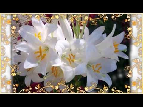 AVE MARIA - Sister Choir Gregorian Chant - Benedectine Nuns