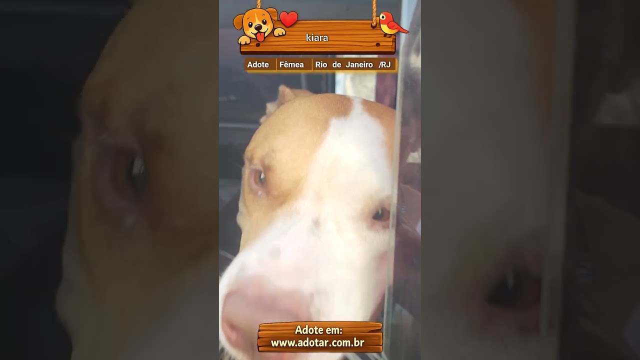 Cachorro raça Pit-Bull idade 4 anos nome kiara