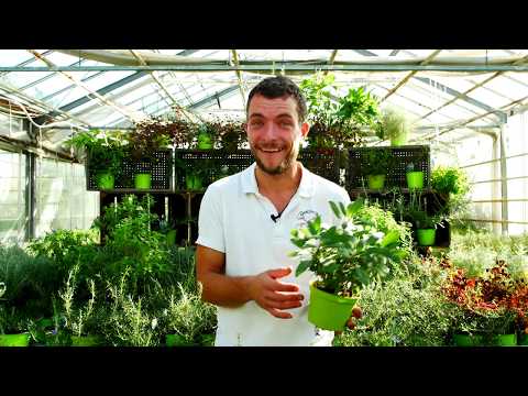 Sjove Fraklip fra Daniel's Gartneri