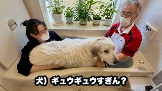 スシ詰めで暑苦しくお風呂に入る超大型犬【土下座編】