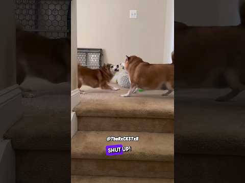 Dog Had Enough of Zoomy! - RxCKSTxR Comedy Voiceover