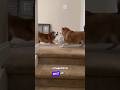 Dog Had Enough of Zoomy! - RxCKSTxR Comedy Voiceover