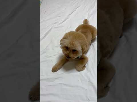 経営学科 おパンツカットにしたトイプードル15ヶ月　 #toypoodle　#トイプードル  #おパンツカット