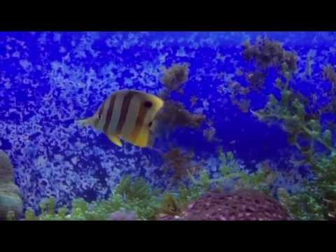 Aqua Tropica - Kupferstreifen Pinzettfisch