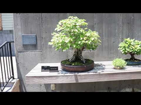 Bonsai Exhibit at NC Arboretum