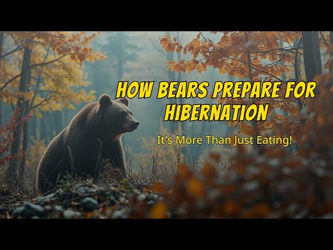 How Bears Prepare for Hibernation: It’s More Than Just Eating!