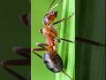 Fire Ants Most Dangerous Animals In Australia Shorts Reels Viralvideos